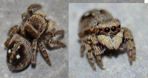 Attulus penicillatus